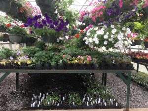 flowers inside a greenhouse