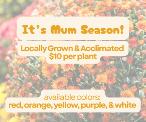photo of flowers with caption "it's mum season! locally grown and acclimated $10 per plant; available colors: red, orange, yellow, purple, and white